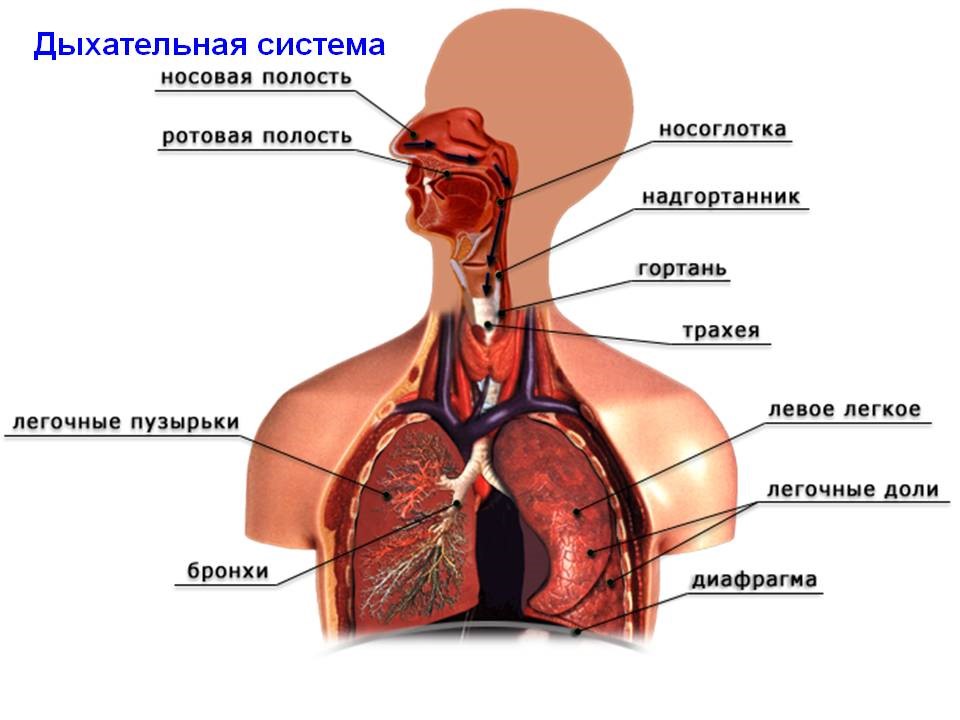 Где Находятся Бронхи У Человека Фото